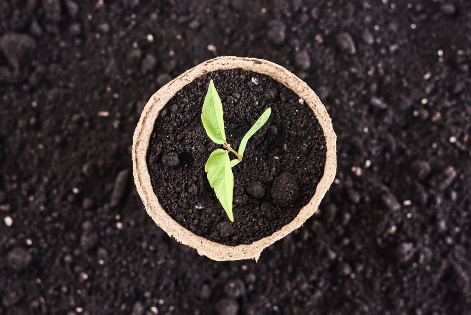 Jeune plante dans un pot de terreau