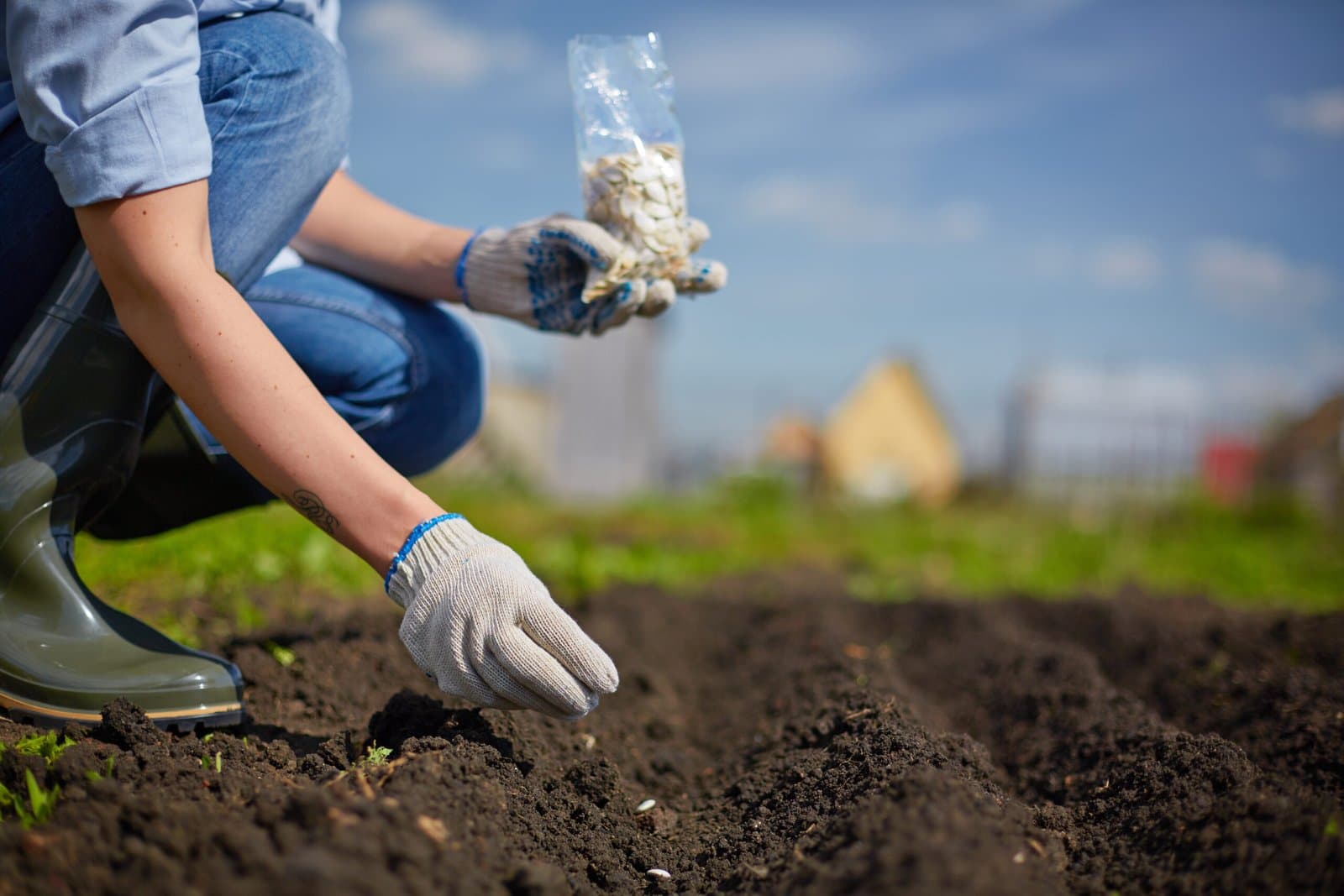Semis et graines de jardinage à la Graineterie Feunette