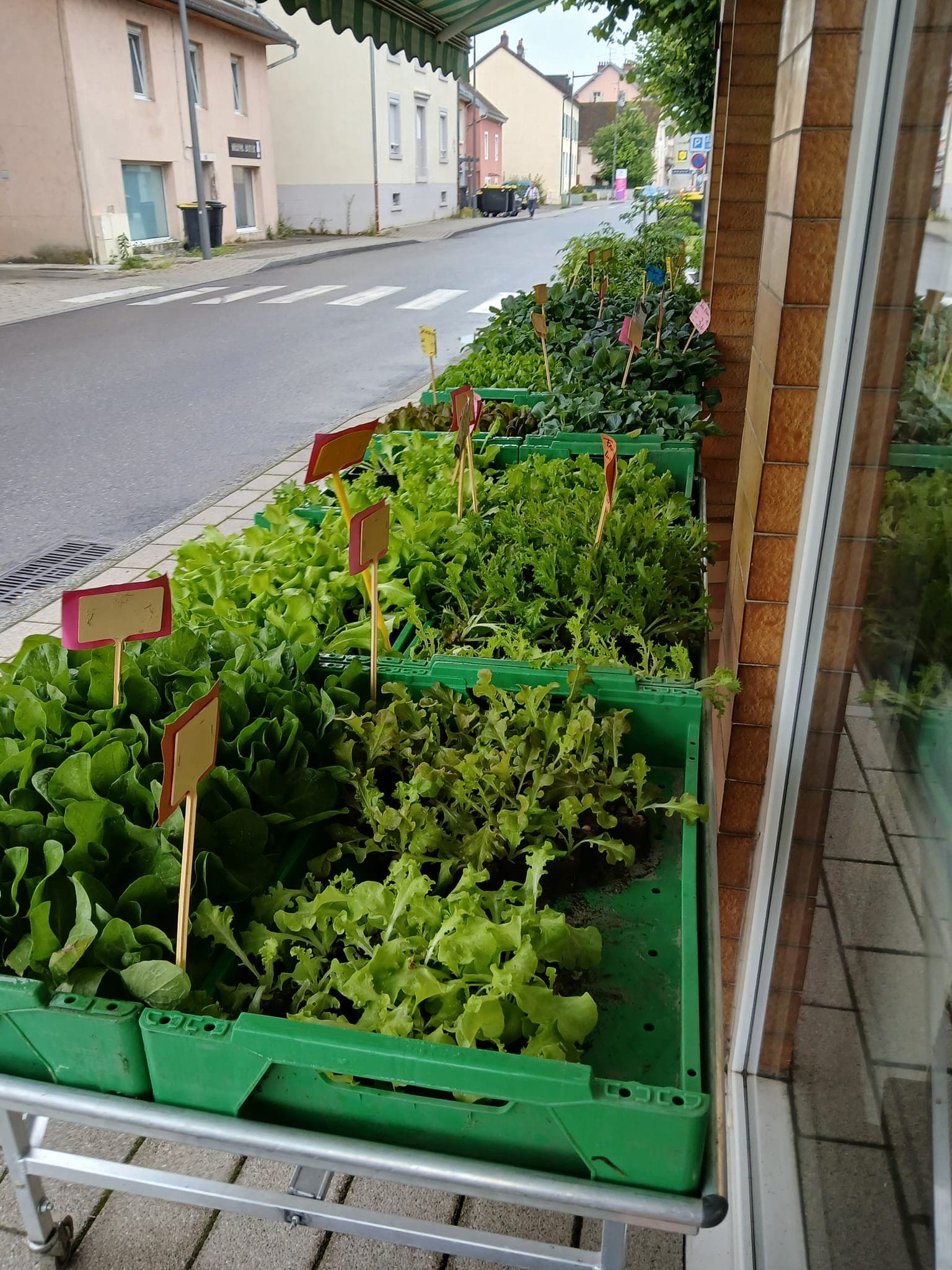 Assortiment de plantes et fleurs à la Graineterie Feunette