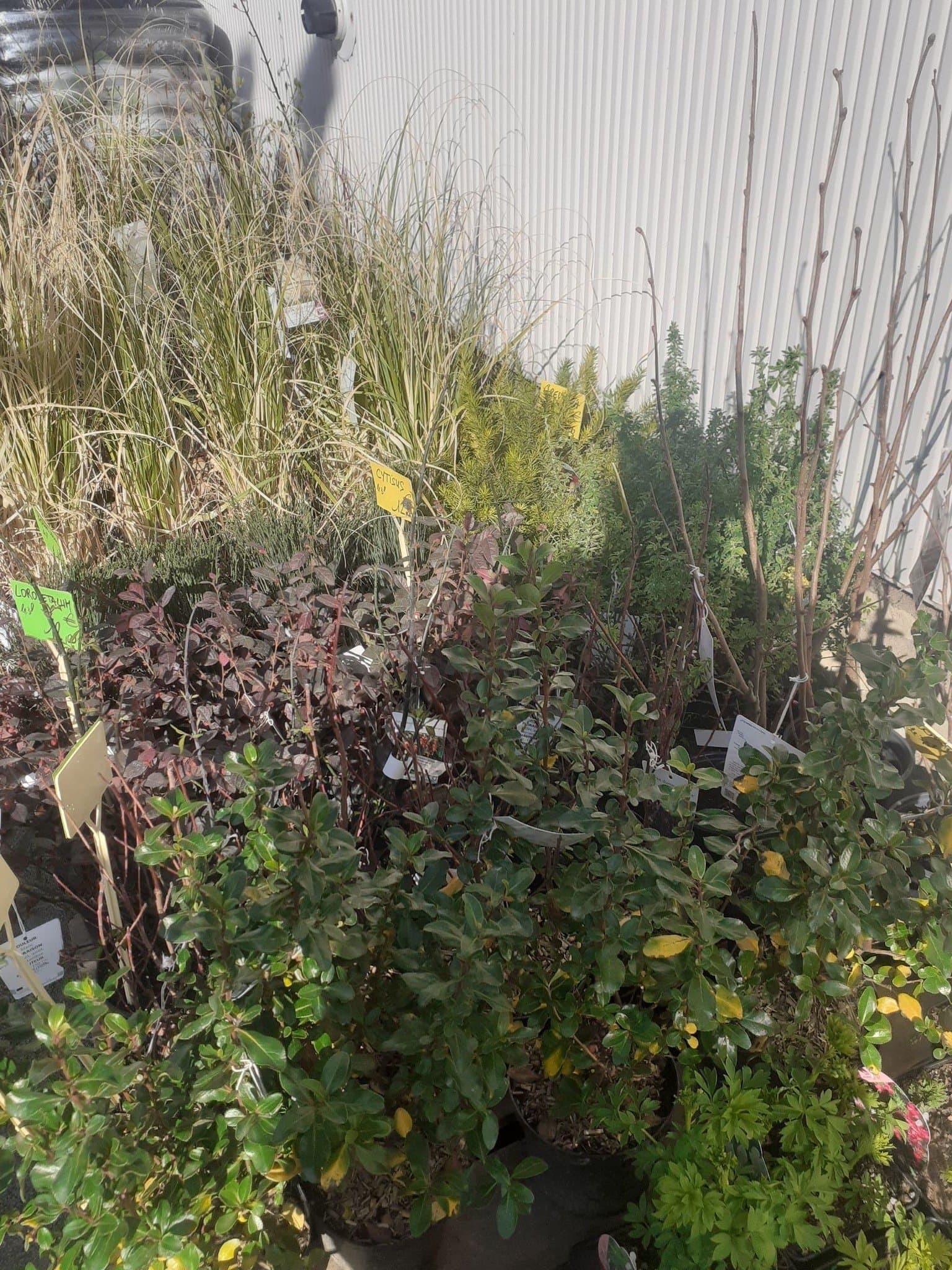 Semis et plants de légumes au magasin d'Audincourt