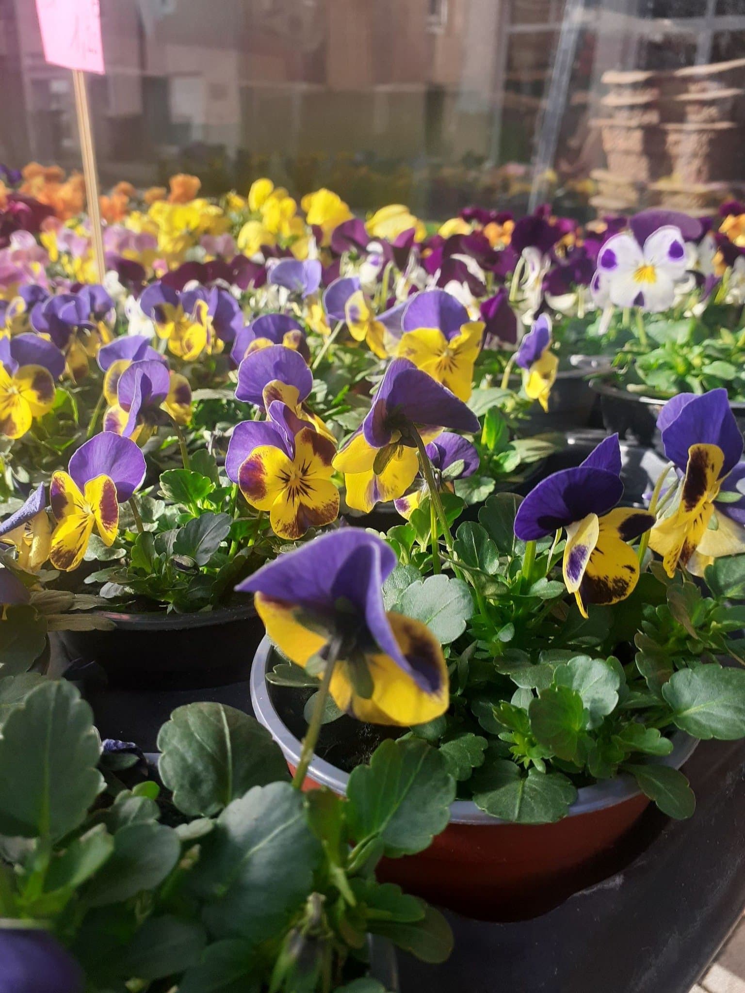 Produits de jardinage et terreaux en rayon