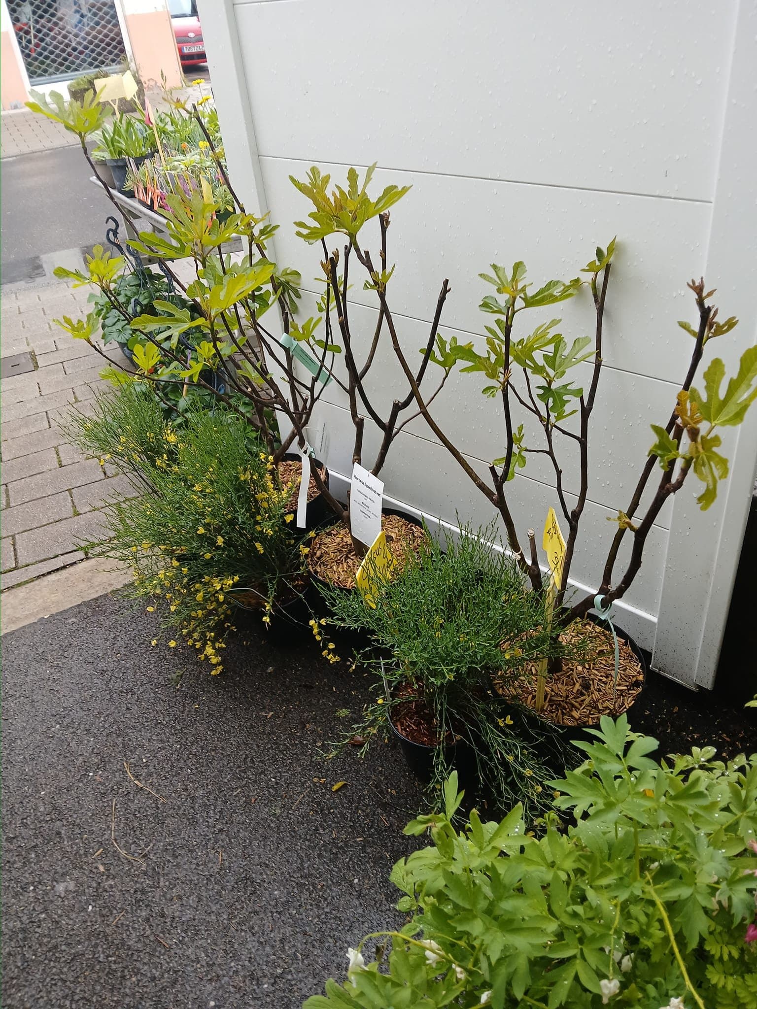 Plants de tomates et légumes de saison
