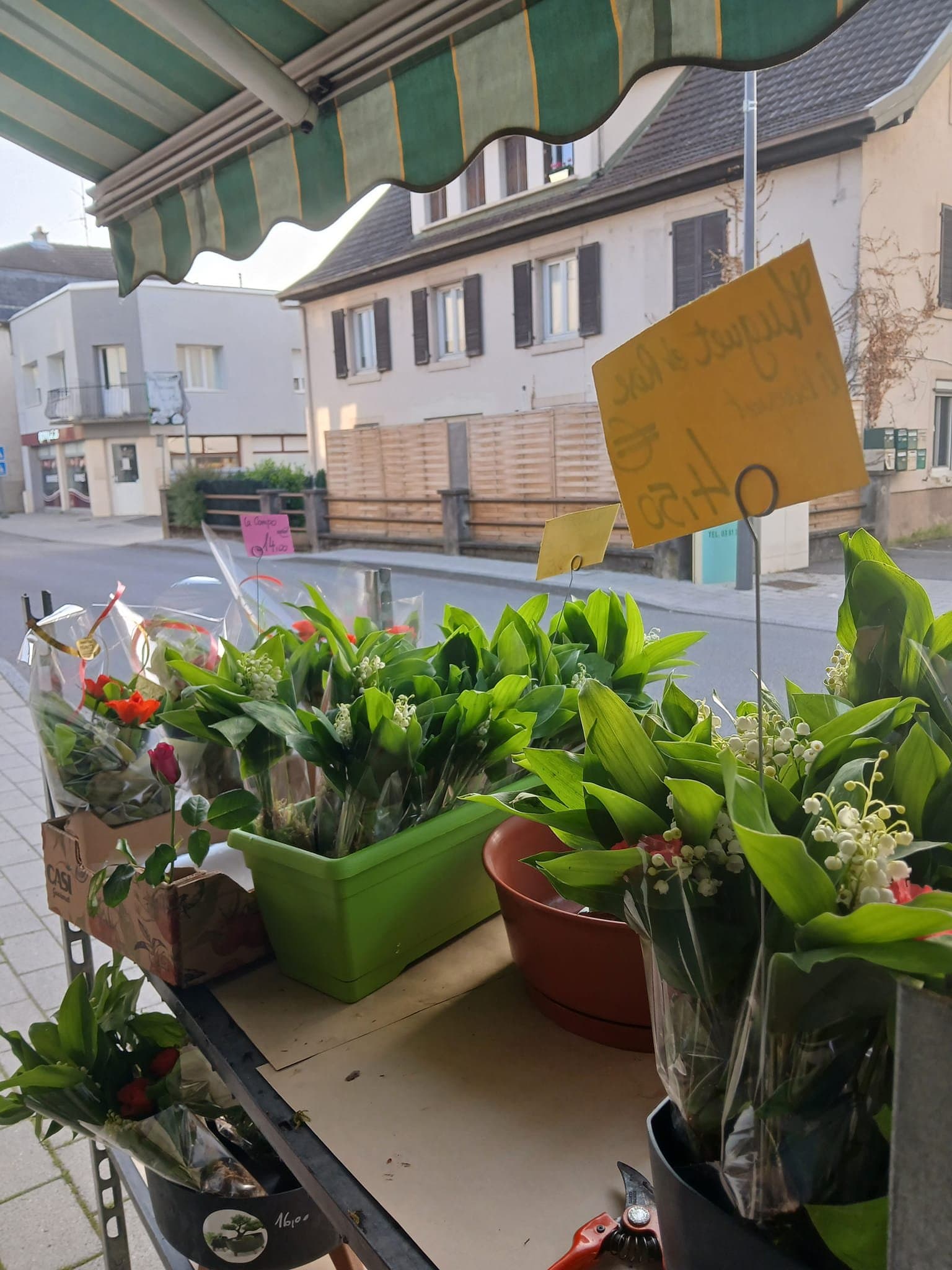 Fleurs colorées en pot à la Graineterie Feunette