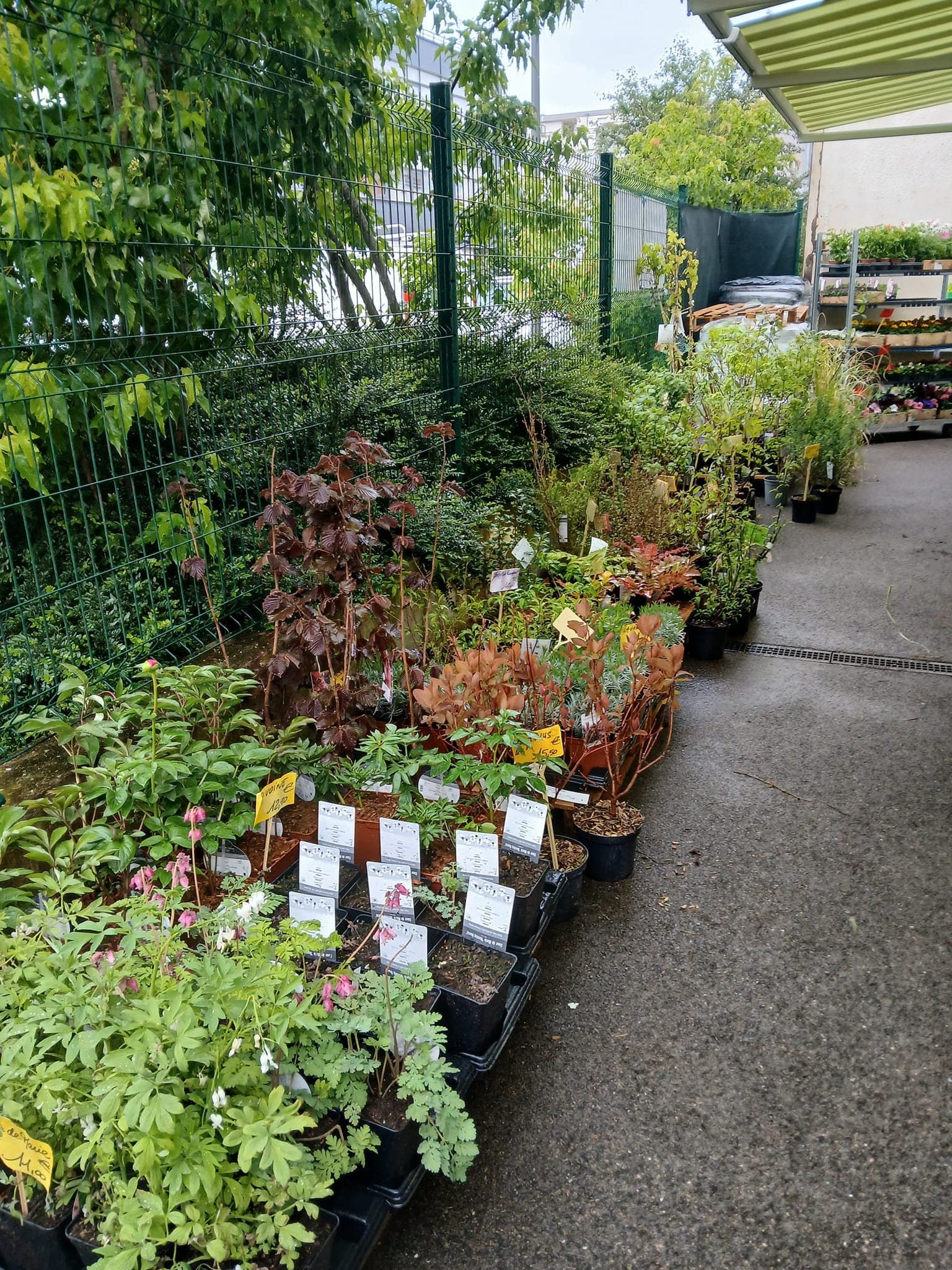Bulbes et accessoires de jardinage