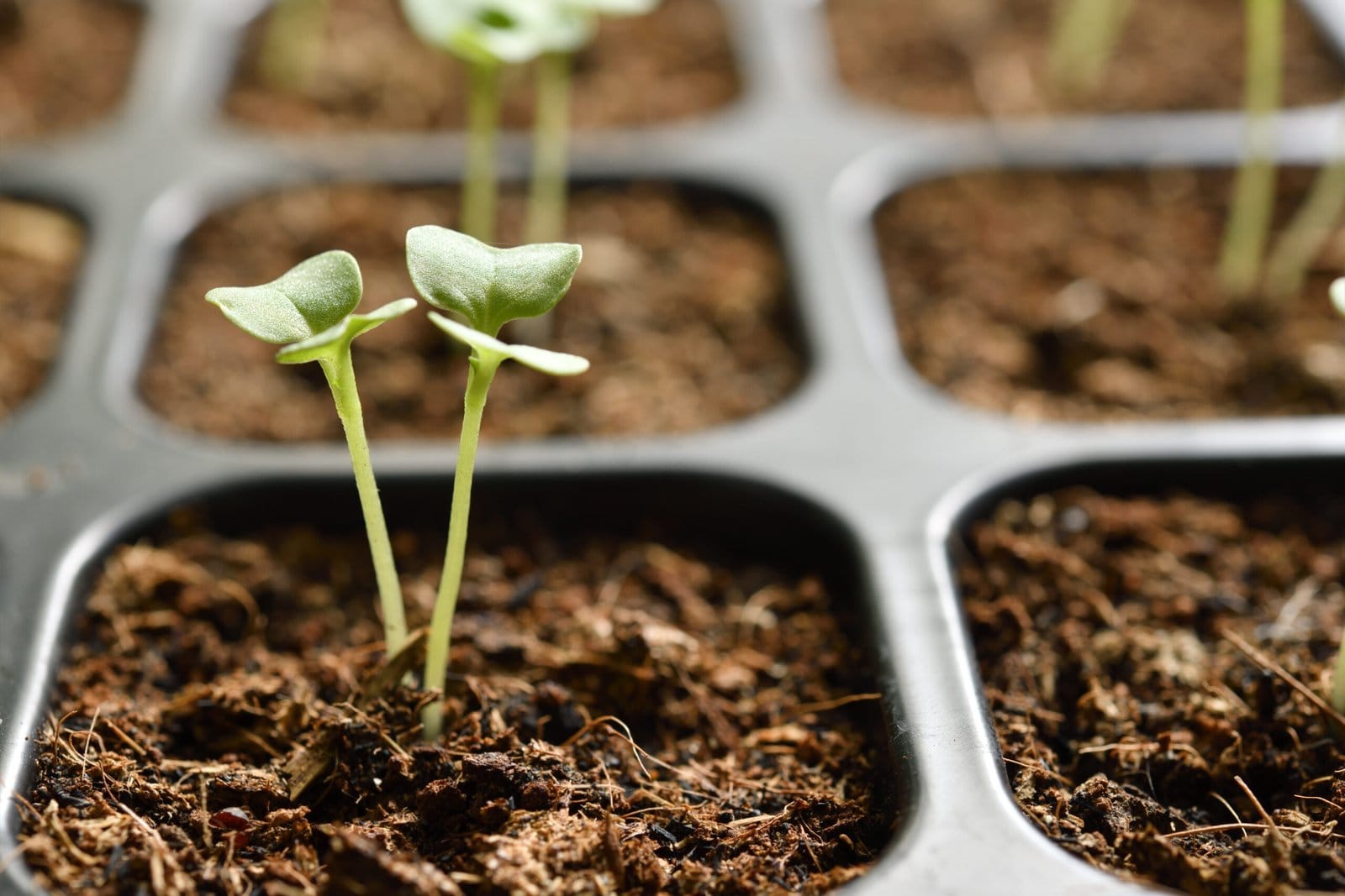 Jeunes plantes et semis à la Graineterie Feunette d'Audincourt